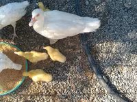 Ducks — Foto 1