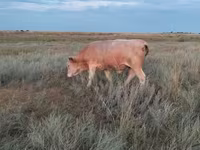 Býk, Simmental cattle — foto 5