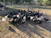 Turkeys — foto 4