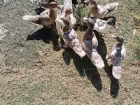 Ducks — foto 3