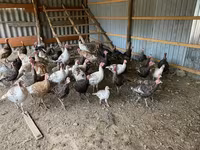 Turkeys — fotografija 2