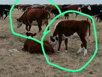 Krava, Simmental cattle — fotografija 1