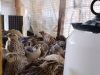 Quails — الصورة 7