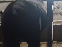 Էգ ձի, Budyonny horse — լուսանկար 5