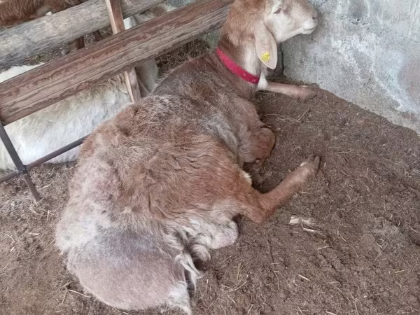 Carneiro, Arashan sheep