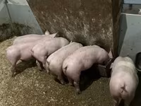 หมูป่าตัวผู้, Гипор — รูปภาพ 1