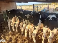 گاو نر, Russian Black pied cattle — عکس 5