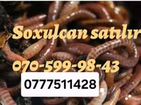 Məhsul: Soxulcanlar və may böcəyi sürfələri Təsvir: - Təbii — عکس 3