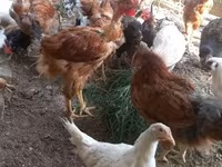 Chickens — Foto 2