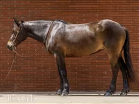 مادیان, Friesian — عکس 2