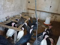 Turkeys — عکس 1