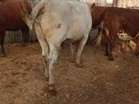 گاو نر, Simmental cattle — عکس 2