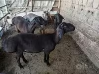 Baran, Rhon sheep — zdjęcie 8