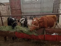 گاو نر, Simmental cattle — عکس 2