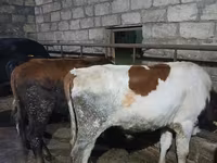 Taureau, Russian Black pied cattle — photo 3