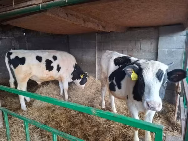 Bull, Holstein breed — Hungary
