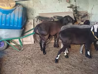 قوچ, Hissar sheep — عکس 5