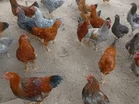 Chickens — عکس 4