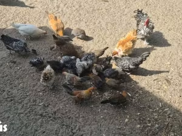 Данська курка