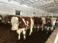 Bulle, Simmental cattle — Foto 1