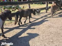 Klisna, Shetland Pony — foto 4