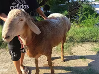 كبش, Agin sheep — الصورة 3