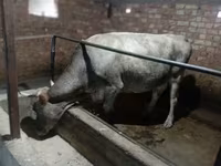 Mucca, Razza Alataus — foto 6