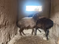 مینڈھا, بھیڑیں — تصویر 5