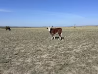 Lembu betina, Kazakh White-headed cow — foto 5