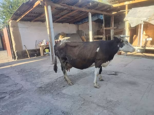 Krava, Russian Black pied cattle
