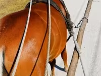 Kůň, Haflinger — foto 2