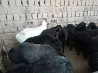 Beran, Rhon sheep — foto 2