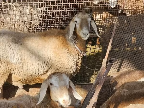 แกะตัวผู้, Arashan sheep