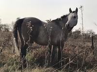 Pastuv, Arabian horse — fotografija 4