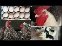 Chickens — foto 2