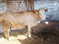 วัวตัวเมีย, Latvian Blue cattle — รูปภาพ 2