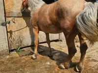 母马, Horses — 照片 2