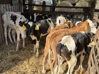 گاو نر, Simmental cattle — عکس 2