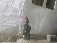 Chickens — foto 2