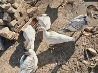 Ducks — புகைப்படம் 2