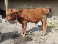 Bò đực, Gia súc — ảnh 4