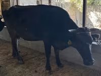 母牛, Alatau breed — 照片 4