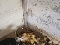Ducks — عکس 5