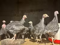 Turkeys — รูปภาพ 3