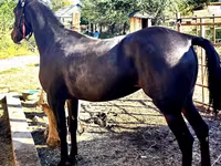 Klisna, Arabian horse — foto 1