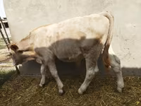 Говбуз, Swiss cattle — акс 7