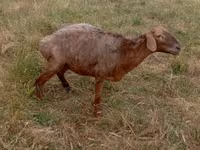 Ovce, Kazakh meat-wool sheep — foto 1