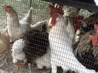 Chickens — 照片 3