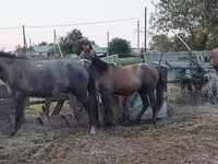 Kůň, Kazakh horse — foto 4
