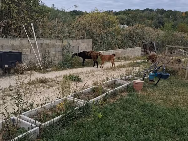 Geit, Nubian Goat